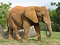 6 – ein Elefant hat wegen der vier Beine, des Rüssels und des Schwanzes sozusagen 6 Gliedmaßen