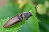Click beetle Athous haemorrhoidalis
