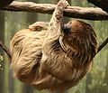Two-toed sloth hanging from a tree at the Buffalo Zoo.