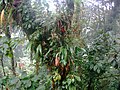 Image 25Epiphytes near Santa Elena (from Wildlife of Costa Rica)