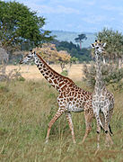 Two Masai giraffes in Mikumi National Park