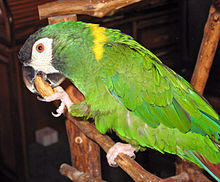 Golden-collared macaw (Primolius auricollis)