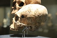 An elongated female human skull in Olmec and Gulf Coast Gallery, in the National Museum of Anthropology (Mexico)
