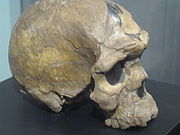 Herto skull, Homo sapiens idaltu holotype (0.16)