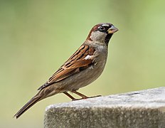 House sparrow male in Prospect Park (53532)