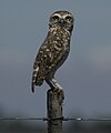 Southern burrowing owl (A. c. cunicularia) Uruguay