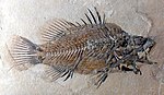 A fish fossil