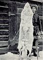 Image 7100 pound native Montana wolf taken in 1928 (from Montana)