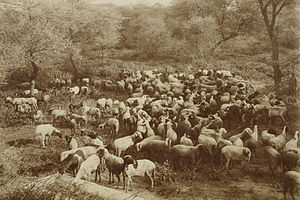 Schafherde in Deutsch-Südwestafrika (ca. 1907/08)