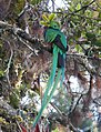A quetzal in Los Quetzales National Park.
