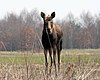 A moose in the Kampinos Forest