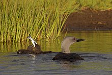 Two small fuzzy blackish chicks—one swallowing a silver fish—float on water beside a larger bird with a black back and grey neck.