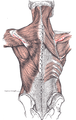 Spine of scapula labeled in red, showing muscles attached to it