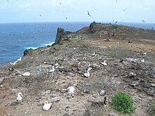Birds nesting across a flat rocky area near the sea