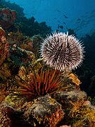 Tripneustes ventricosus (West Indian Sea Egg-top) and Echinometra viridis (Reef Urchin - bottom)