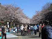 Cherry blossoms in Ueno Park