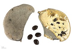 Vachellia erioloba - Museum specimen - MHNT