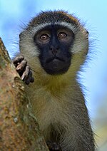 Vervet Monkey in Uganda