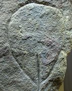 Stilisierte steinzeitliche Darstellung der Vulva in Saint-Germain-en-Laye, Steinzeit