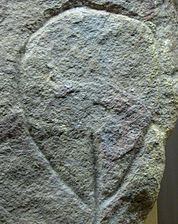 A palaeolithic petroglyph of a vulva