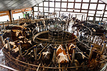 A modern rotary milking parlour, Germany