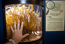 A human hand in front of an aquarium of cylindrical shape; many yellow tentacles strive from the bottom of the aquarium towards the light from a lamp above, in a disorderly pattern. The longest tentacles are over twice as long as the male adult hand.