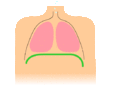 Image 21Animation of diaphragmatic breathing with the diaphragm shown in green (from Wildfire)