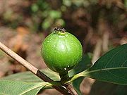Wilde Guave (Purui)