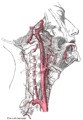 The internal carotid and vertebral arteries. Right side. (Superior thyroid visible at center.)