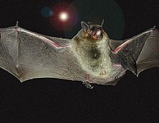 The gray bat was moved from "endangered" to "near-threatened" due to successful conservation efforts. It has now been moved to vulnerable.[3]