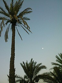 Palm trees and the moon in Figuig, Morocco