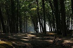 Forest in Poddąbie