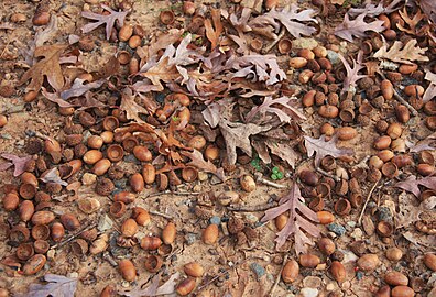 Fallen acorns from prolific tree
