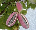 Pinker variety of A. quinata fruits