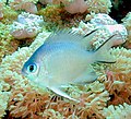 Image 32Most coral reef fish have spines in their fins like this damselfish (from Coral reef fish)