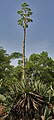Agave angustifolia (flowering)