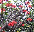 Korallenstrauch (Erythrina sp.)