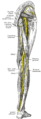 Nerves of the right lower extremity, posterior view
