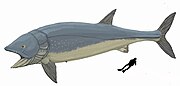 The Jurassic †Leedsichthys was a filter-feeder and the largest ray-finned fish to have ever lived