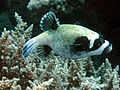 Pufferfish, including this masked puffer accumulate a neurotoxin called tetrodotoxin in their skin and internal organs. This toxin is extremely potent and has been responsible for many fatalities.[2]