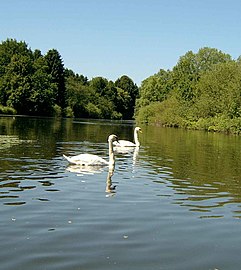 Swans on the Lahn between Gießen and Wetzlar
