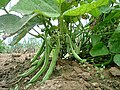 Green common beans on the plant
