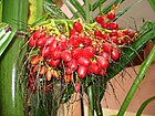 Früchte der Betelpalme (Areca catechu)