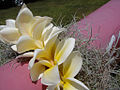 Lei of plumeria flowers and 'umi'umi-o-dole (Spanish moss) on an outrigger canoe at a blessing.