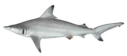 The blacktip shark has black markings on most of its fins.