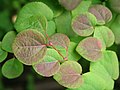Cercidiphyllum japonicum leaves