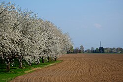 Cherry trees in Baal