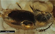 Extinct silken fungus beetle Cryptophagus alexagrestis
