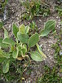 Doronicum clusii leaf