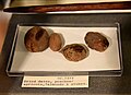 Dried date, peach, and apricot from Lahun, Fayum, Egypt. Late Middle Kingdom